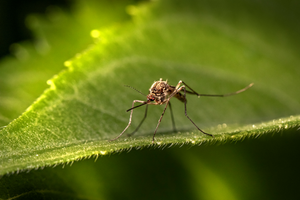 Ile grozi za zabicie komara?