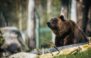 Niedźwiedzie w Szczyrku - szokujące nagranie podbiło Internet